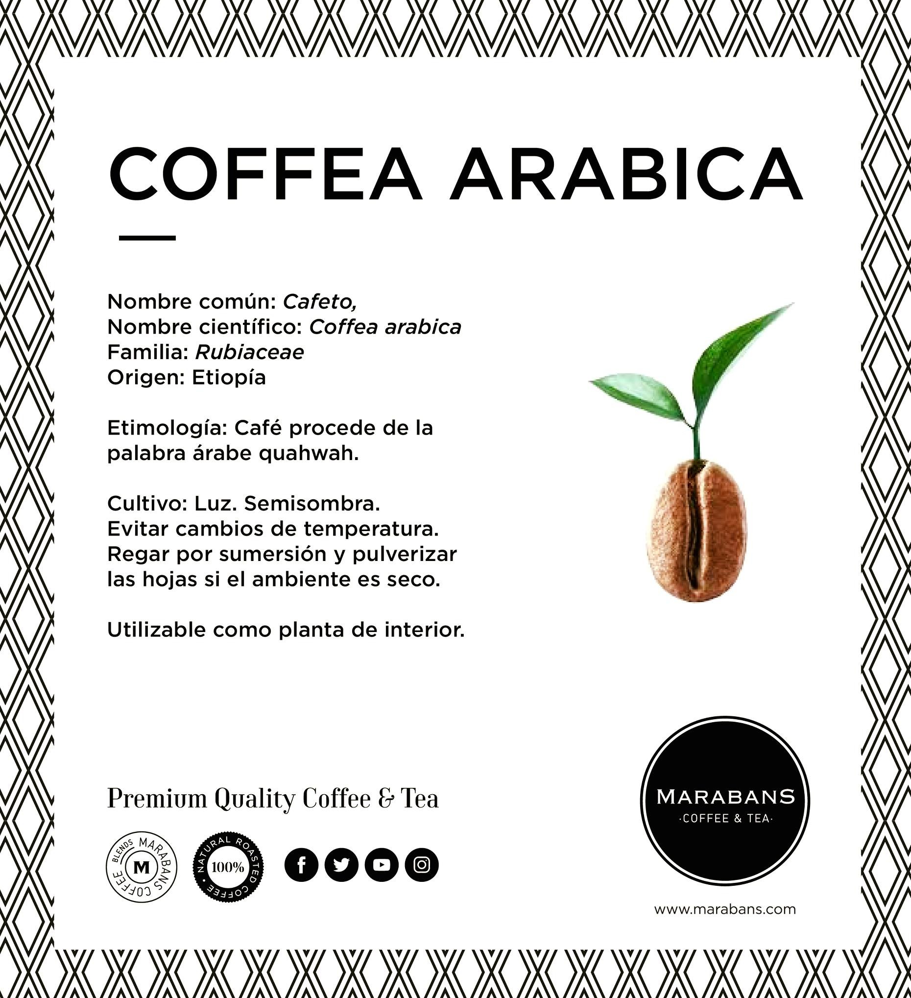 COFFEA ARABICA